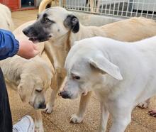 OLA, Hund, Mischlingshund in Italien - Bild 33