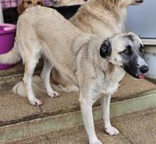 OLA, Hund, Mischlingshund in Italien - Bild 36