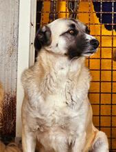 OLA, Hund, Mischlingshund in Italien - Bild 4