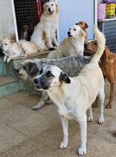 OLA, Hund, Mischlingshund in Italien - Bild 8