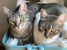 NOVE, Katze, Europäisch Kurzhaar in Augsburg