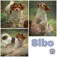 SIBO, Hund, Malteser-Mix in Brekendorf - Bild 1
