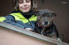LEO, Hund, Mischlingshund in Italien - Bild 2