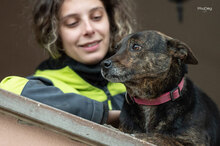 LEO, Hund, Mischlingshund in Italien - Bild 5