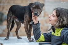 LEO, Hund, Mischlingshund in Italien - Bild 6