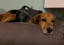 CLEOPHEA, Hund, Mischlingshund in Frankenthal - Bild 10