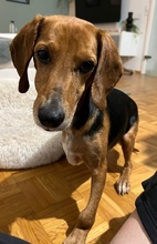 CLEOPHEA, Hund, Mischlingshund in Frankenthal - Bild 12