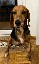 CLEOPHEA, Hund, Mischlingshund in Frankenthal - Bild 16