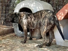 GLENDA, Hund, Mischlingshund in Griechenland - Bild 2