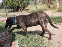 GLENDA, Hund, Mischlingshund in Griechenland - Bild 4