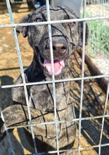 GLENDA, Hund, Mischlingshund in Griechenland - Bild 5