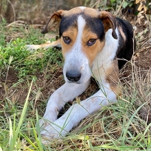 LELEKAS, Hund, Mischlingshund in Griechenland - Bild 13