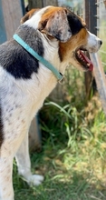 LELEKAS, Hund, Mischlingshund in Griechenland - Bild 14