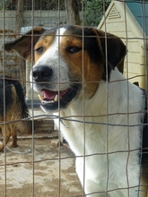 LELEKAS, Hund, Mischlingshund in Griechenland - Bild 2