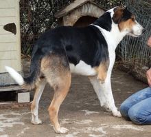 LELEKAS, Hund, Mischlingshund in Griechenland - Bild 3