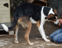 LELEKAS, Hund, Mischlingshund in Griechenland - Bild 4