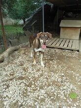 ORMOUS, Hund, Mischlingshund in Griechenland - Bild 3