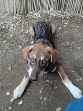 ORMOUS, Hund, Mischlingshund in Griechenland - Bild 4