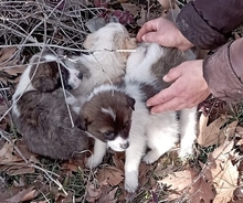 LANA, Hund, Mischlingshund in Griechenland - Bild 2