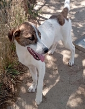 LANA, Hund, Mischlingshund in Griechenland - Bild 9