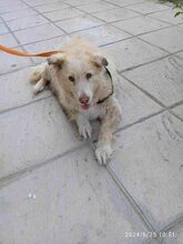 RAINBOW, Hund, Mischlingshund in Griechenland - Bild 3