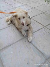 RAINBOW, Hund, Mischlingshund in Griechenland - Bild 4