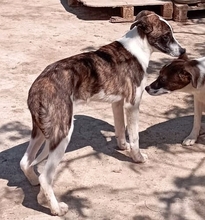 LINA, Hund, Mischlingshund in Griechenland - Bild 7