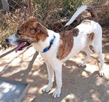 LINO, Hund, Mischlingshund in Griechenland - Bild 4