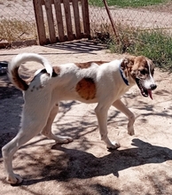 LINO, Hund, Mischlingshund in Griechenland - Bild 5