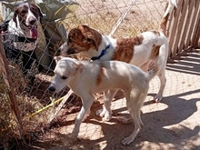 LETA, Hund, Mischlingshund in Griechenland - Bild 10