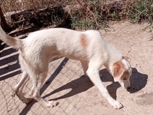 LETA, Hund, Mischlingshund in Griechenland - Bild 4