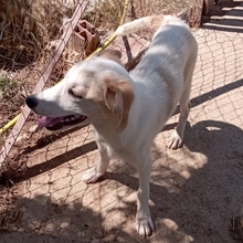LETA, Hund, Mischlingshund in Griechenland - Bild 8