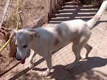 LETA, Hund, Mischlingshund in Griechenland - Bild 9