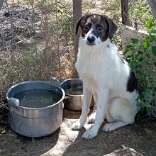LILA, Hund, Mischlingshund in Griechenland - Bild 1