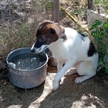 LILA, Hund, Mischlingshund in Griechenland - Bild 4