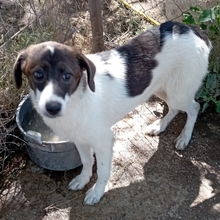 LILA, Hund, Mischlingshund in Griechenland - Bild 7