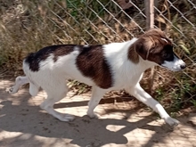 LILA, Hund, Mischlingshund in Griechenland - Bild 9