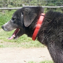 VITAL, Hund, Mischlingshund in Griechenland - Bild 10