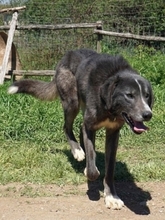VITAL, Hund, Mischlingshund in Griechenland - Bild 12
