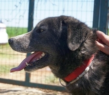 VITAL, Hund, Mischlingshund in Griechenland - Bild 13