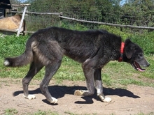 VITAL, Hund, Mischlingshund in Griechenland - Bild 16