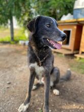 VITAL, Hund, Mischlingshund in Griechenland - Bild 8