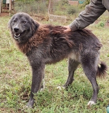 VLADIMIR, Hund, Mischlingshund in Griechenland - Bild 3
