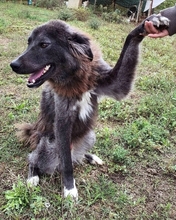 VLADIMIR, Hund, Mischlingshund in Griechenland - Bild 4
