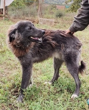 VLADIMIR, Hund, Mischlingshund in Griechenland - Bild 5