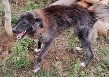 VLADIMIR, Hund, Mischlingshund in Griechenland - Bild 6