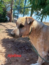 AJOLINA, Hund, Mischlingshund in Griechenland - Bild 3