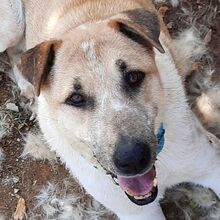 AJOLINA, Hund, Mischlingshund in Griechenland - Bild 5