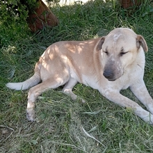 AJOLINA, Hund, Mischlingshund in Griechenland - Bild 6