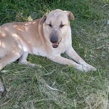 AJOLINA, Hund, Mischlingshund in Griechenland - Bild 7